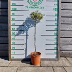 Olivovník európsky (Olea europaea) ´CIPRESSINO´ - výška 70-90 cm, kont. C5L – NA KMIENKU (-12°C)